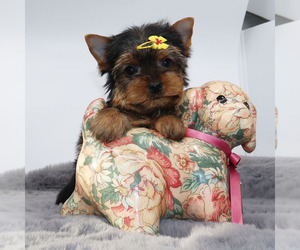 Yorkshire Terrier Puppy for sale in LOS ANGELES, CA, USA