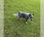 Small Photo #4 Australian Cattle Dog Puppy For Sale in LAURINBURG, NC, USA