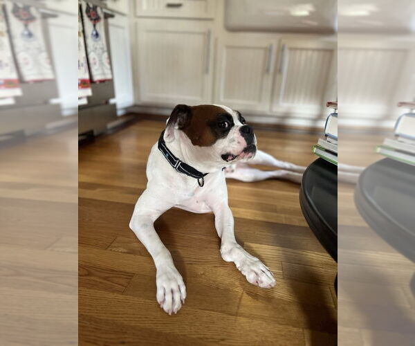 Medium Photo #6 Boxer Puppy For Sale in  Katy, TX, USA