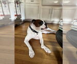 Small #5 Boxer