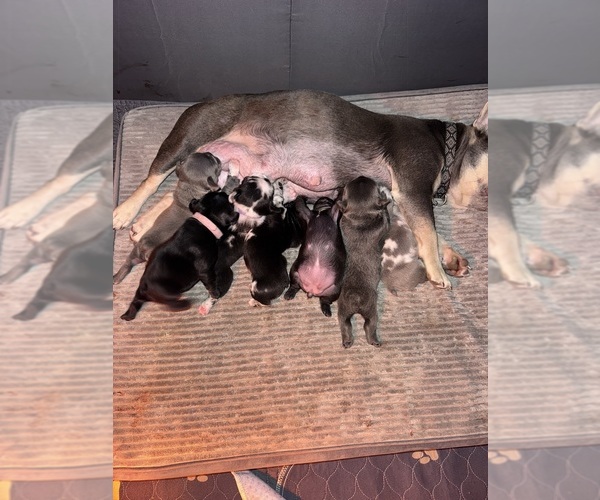 Medium Photo #1 French Bulldog Puppy For Sale in LUTZ, FL, USA