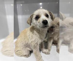 Great Pyrenees-Unknown Mix Dogs for adoption in Houston, TX, USA