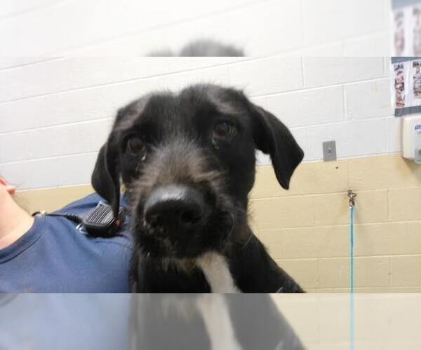 Medium Photo #1 Mutt Puppy For Sale in Tulsa, OK, USA