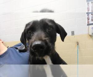 Mutt Dogs for adoption in Tulsa, OK, USA