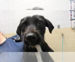DASSIE - Female Mutt Dog for Adoption - Small photo