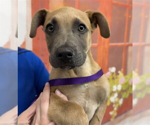 Mutt Dogs for adoption in San Bernardino, CA, USA
