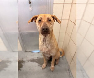 Labrador Retriever-Unknown Mix Dogs for adoption in Corpus Christi, TX, USA