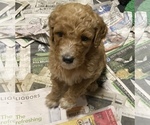 Small Photo #12 Poodle (Standard) Puppy For Sale in ORMOND BEACH, FL, USA