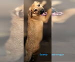 Small #2 German Shepherd Dog Mix