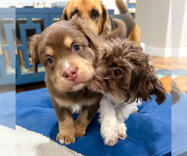 Medium Photo #2 Mutt Puppy For Sale in Holly Springs, NC, USA