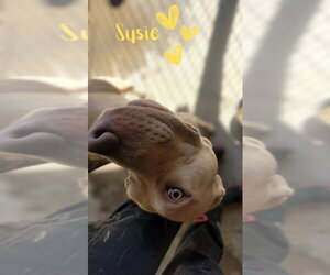 Susie - Female American Pit Bull Terrier-Unknown Mix Dog for Adoption - Photo #12