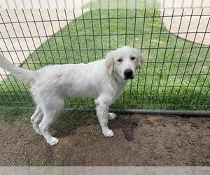 Great Pyrenees-Unknown Mix Dogs for adoption in Waco, TX, USA