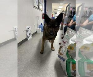 German Shepherd Dog Dogs for adoption in Bakersfield, CA, USA