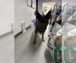 Small German Shepherd Dog