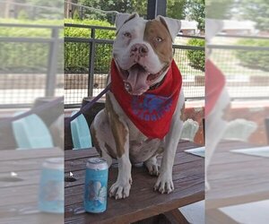 Karma - Female American Pit Bull Terrier-Bulldog Mix Dog for Adoption - Photo #5