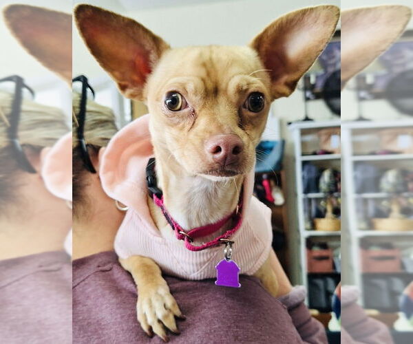 Medium Photo #4 Chihuahua Puppy For Sale in Mundelein, IL, USA