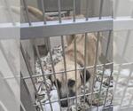 Small Anatolian Shepherd
