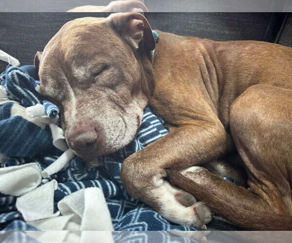 Medium Photo #15 American Pit Bull Terrier-Unknown Mix Puppy For Sale in Germantown, OH, USA