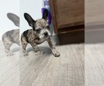Small Photo #15 Boston Terrier-Faux Frenchbo Bulldog Mix Puppy For Sale in ROUND LAKE, IL, USA