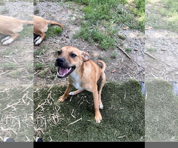 Medium Photo #2 Mutt Puppy For Sale in Tracy City, TN, USA