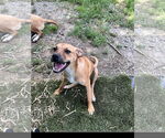 Small #1 Mutt