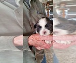 Small Photo #7 Shih Tzu Puppy For Sale in FORT MORGAN, CO, USA