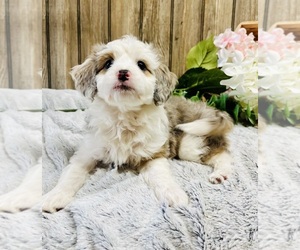 Aussiedoodle Miniature Puppy for Sale in HAMILTON, Michigan USA