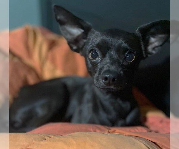 Medium Photo #3 Chihuahua-Unknown Mix Puppy For Sale in St. Louis Park, MN, USA