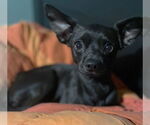 Small #2 Chihuahua Mix