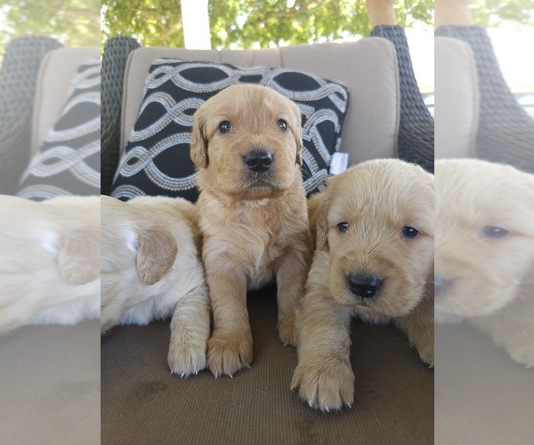Medium Photo #13 Golden Retriever Puppy For Sale in ELVERTA, CA, USA