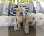 Small #12 Golden Retriever