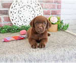 Small #7 Labrador Retriever