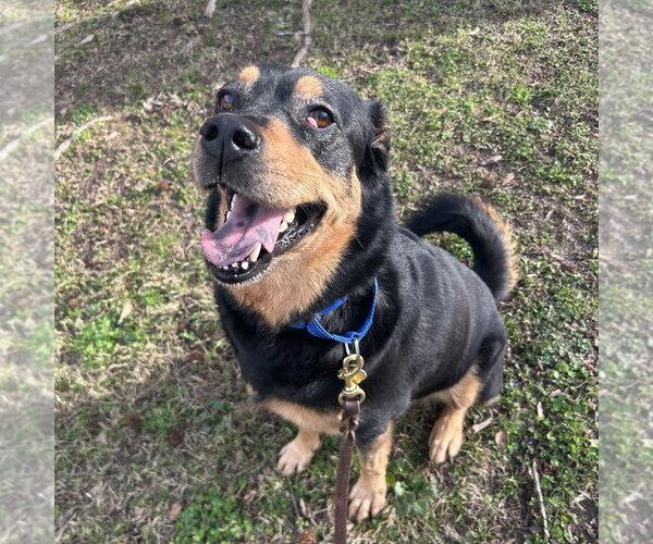 Medium Photo #5 Mutt Puppy For Sale in White Hall, AR, USA