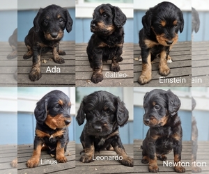 Entlebucher Mountain Dog-Poodle (Miniature) Mix Puppy for sale in CORVALLIS, OR, USA