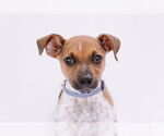 Small Photo #10 Mutt Puppy For Sale in Princeton, MN, USA