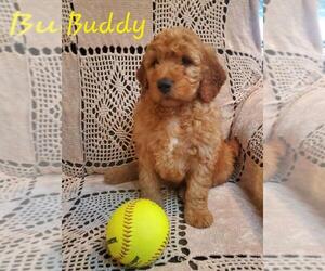 Goldendoodle (Miniature) Puppy for sale in WATERLOO, NY, USA