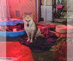 Small #1 German Shepherd Dog Mix