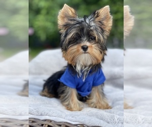 Yorkshire Terrier Puppy for sale in CORAL SPRINGS, FL, USA