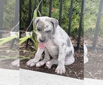Small Photo #1 Great Dane Puppy For Sale in MOSES LAKE, WA, USA