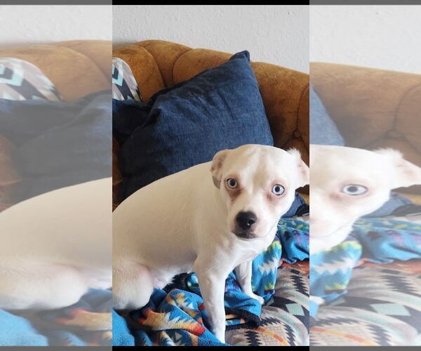 Medium Photo #2 Boxer-Chihuahua Mix Puppy For Sale in Texarkana, TX, USA