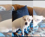 Small #1 Boxer-Chihuahua Mix