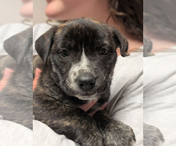 Medium Photo #6 American Staffordshire Terrier-Unknown Mix Puppy For Sale in Holly Springs, NC, USA