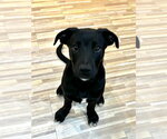 Small #1 Labrador Retriever Mix