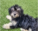 Small Photo #16 Maltipoo Puppy For Sale in LAKESIDE, CA, USA