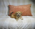 Litter of 3 - Male MorkieLitter of Puppies for Sale - Photo #2