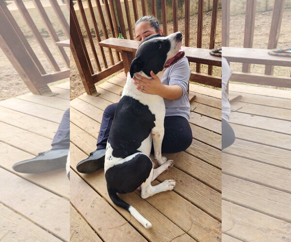 Medium Photo #3 American Bulldog-Unknown Mix Puppy For Sale in Wetumpka, AL, USA