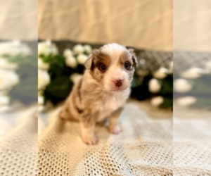 Australian Shepherd Puppy for sale in SPRINGFIELD, MN, USA