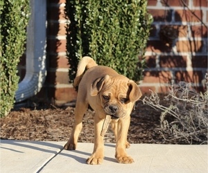 Puggle Puppy for sale in DILLWYN, VA, USA
