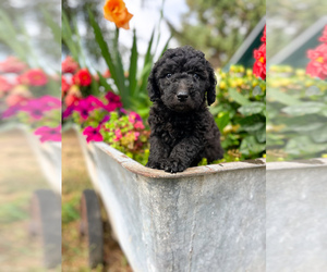 Aussiedoodle Dog for Adoption in OLYMPIA, Washington USA