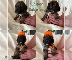 Small Photo #18 Goldendoodle Puppy For Sale in DENVER, NC, USA